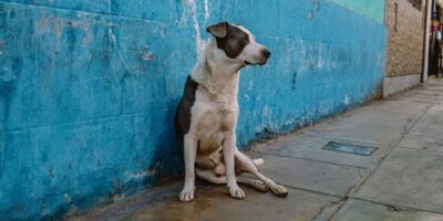 Alerj discute multa de R$ 23,7 mil para quem abandonar animais