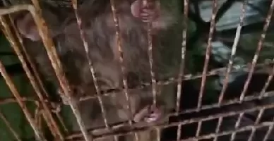 Denúncias de maus-tratos motivam operação que retirou 92 animais de ONG em Búzios