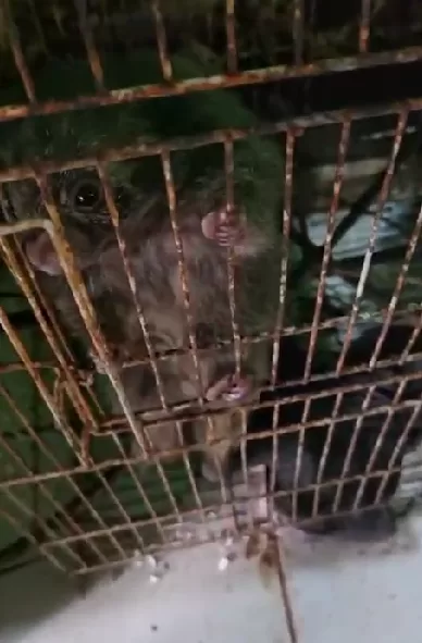 Denúncias de maus-tratos motivam operação que retirou 92 animais de ONG em Búzios