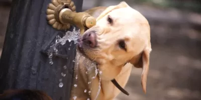 Refresco no verão: Lei obriga instalação de bebedouros para animais em espaços públicos no Rio