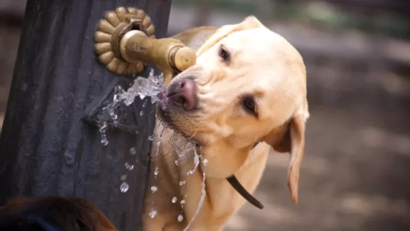 Refresco no verão: Lei obriga instalação de bebedouros para animais em espaços públicos no Rio