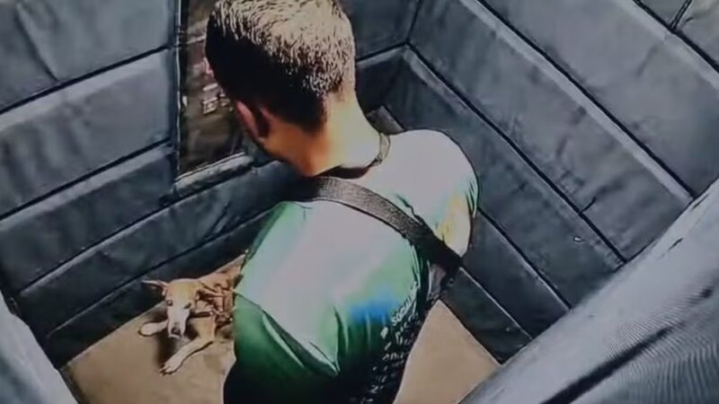 Polícia Civil pede a prisão de passeador de cães que agrediu cadela idosa no Leblon