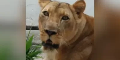 Confinamento, invasão e trauma: leoa fica em choque após ataque a homem