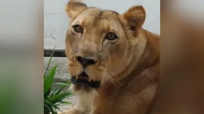 Confinamento, invasão e trauma: leoa fica em choque após ataque a homem