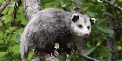 Injustiçados e essenciais: por que os gambás são aliados silenciosos da saúde urbana no Rio
