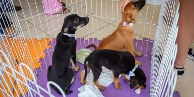 Feira de adoção garante novo lar para 11 cães e gatos em Cabo Frio