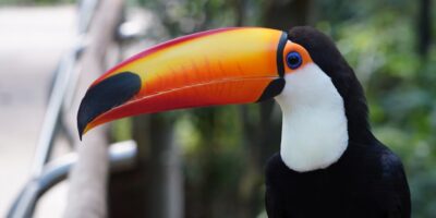 Rio ganha novas regras para adoção de animais silvestres sem condições de soltura