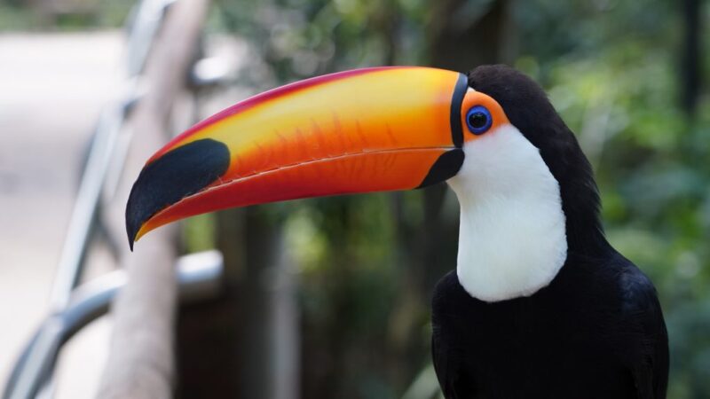 Rio ganha novas regras para adoção de animais silvestres sem condições de soltura