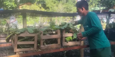 Cabo Frio acelera recuperação de espécies nativas com foco na restinga e no reflorestamento