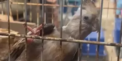 Prefeitura de Cabo Frio resgata mais de 10 animais vítimas de maus-tratos