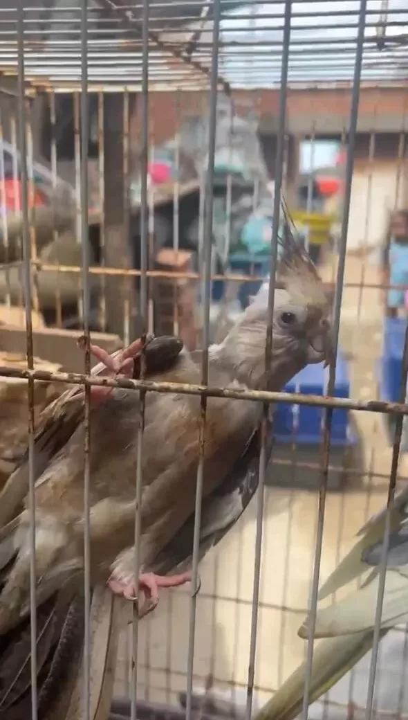 Prefeitura de Cabo Frio resgata mais de 10 animais vítimas de maus-tratos