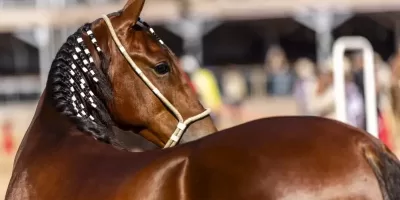 Araruama sedia 41ª Expo Especializada do Mangalarga Marchador