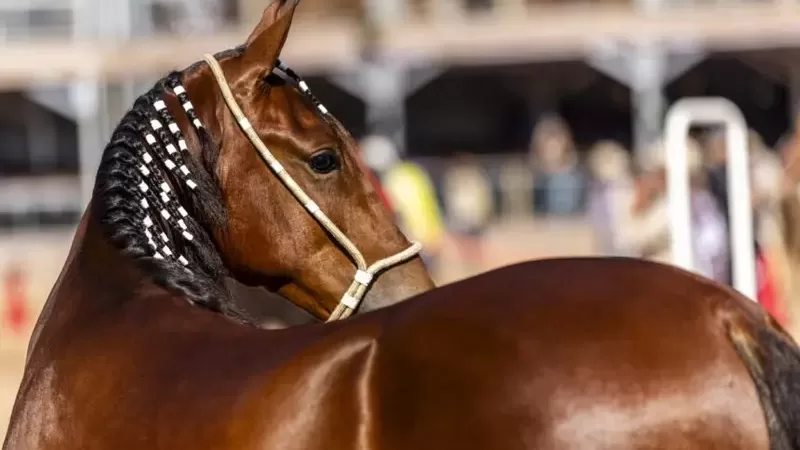 Araruama sedia 41ª Expo Especializada do Mangalarga Marchador