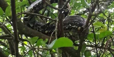 Após resgates de jiboias em Cabo Frio, Guarda Civil orienta população