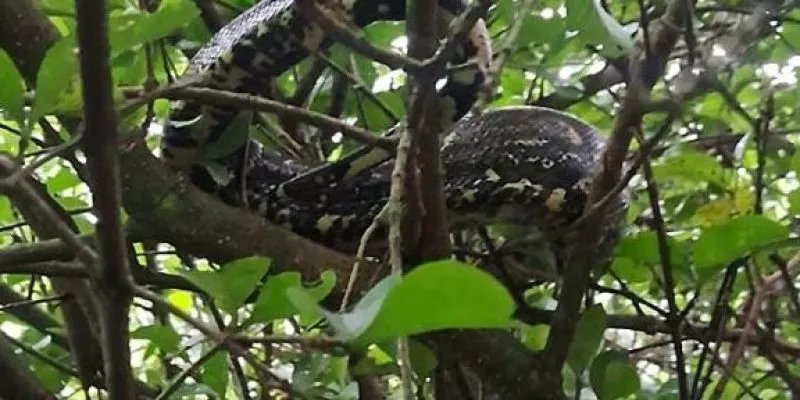 Após resgates de jiboias em Cabo Frio, Guarda Civil orienta população