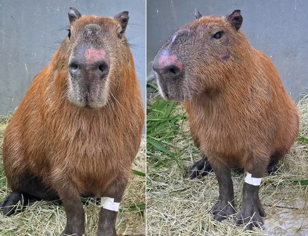 Capivara espancada já consegue ficar de pé — Foto: Reprodução