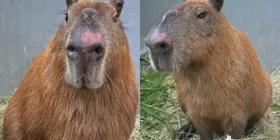 Cadeia é pouco: preso por agredir capivara na Ilha do Governador é autor de outro ataque a animal