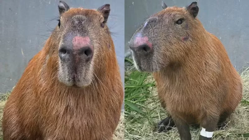 Cadeia é pouco: preso por agredir capivara na Ilha do Governador é autor de outro ataque a animal