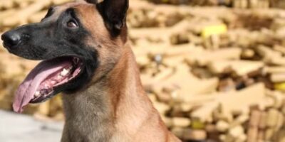 Alerj aprova Medalha Tiradentes para Hulk, cão da PM que ajudou a localizar 48 toneladas de maconha