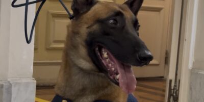 Cão Hulk chega à Câmara para receber medalha após encontrar 48 toneladas de maconha
