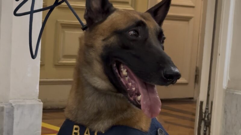 Cão Hulk chega à Câmara para receber medalha após encontrar 48 toneladas de maconha