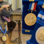 48 toneladas: Cão Hulk recebe medalha por levar à maior apreensão de drogas da história do Brasil
