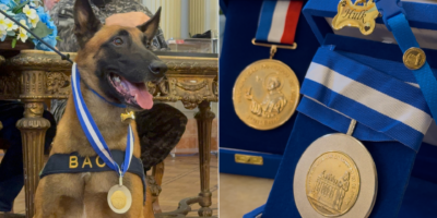 48 toneladas: Cão Hulk recebe medalha por levar à maior apreensão de drogas da história do Brasil