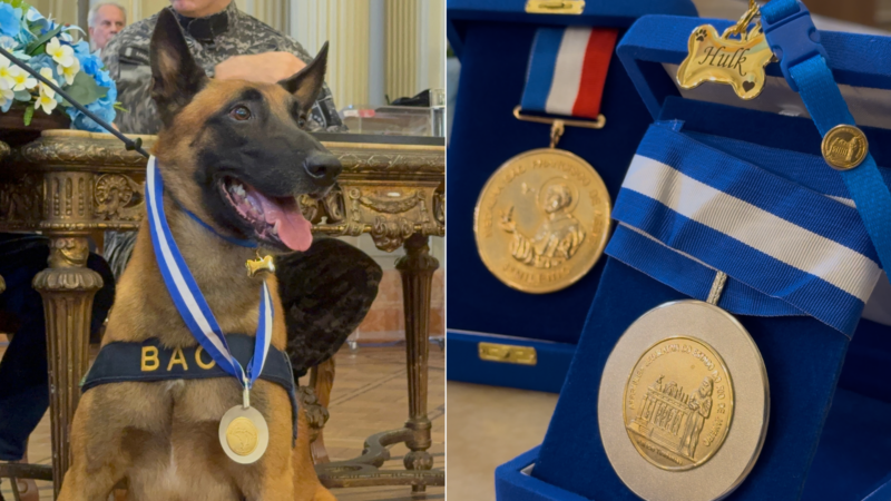 48 toneladas: Cão Hulk recebe medalha por levar à maior apreensão de drogas da história do Brasil