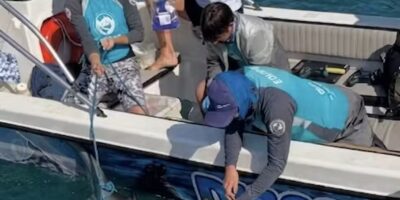 Antidepressivo mais prescrito no Brasil é encontrado no cérebro de tubarões-martelo na costa do Rio