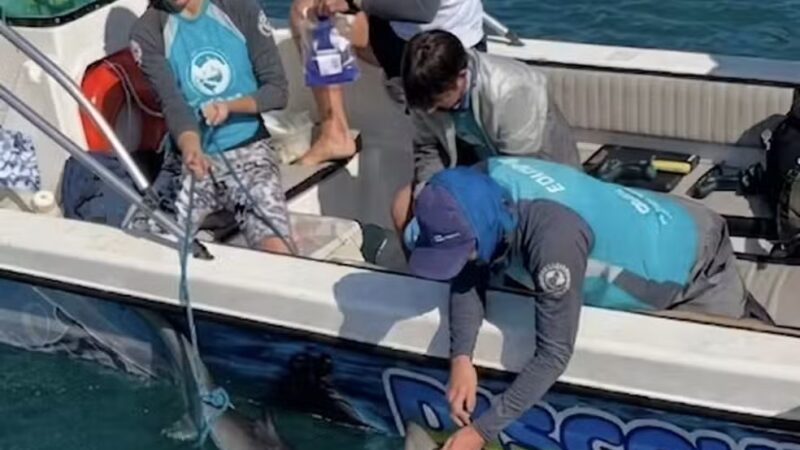 Antidepressivo mais prescrito no Brasil é encontrado no cérebro de tubarões-martelo na costa do Rio