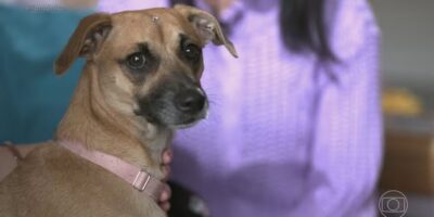Vira-lata caramelo: teste de DNA revela a origem genética do cão mais amado do país