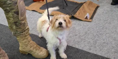 Conheça Chloe, a pequena caçadora de celulares e drogas nas prisões de SC