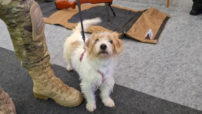 Conheça Chloe, a pequena caçadora de celulares e drogas nas prisões de SC