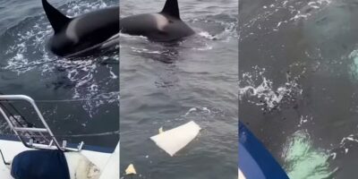 Orcas cercam veleiro por oito minutos na Espanha e destroem metade do leme; vídeo