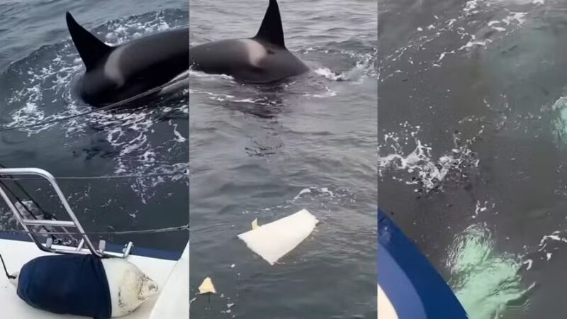 Orcas cercam veleiro por oito minutos na Espanha e destroem metade do leme; vídeo